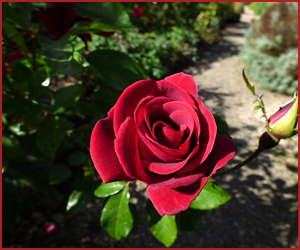 イングリッシュローズ