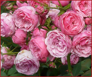 フロリバンダ系のバラ