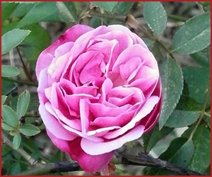 四季咲きバラの特徴と育て方