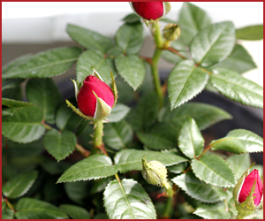 苗から始めるバラの育て方