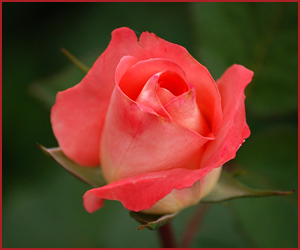 ハイブリッド・ティー系のバラ