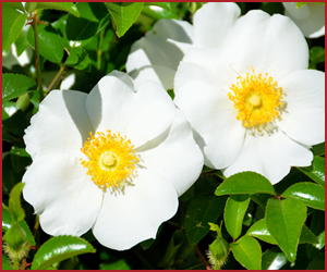 日本のバラ？漢字の名前のバラまとめ