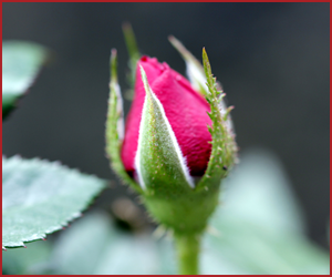 新しく植え付けするときの注意点