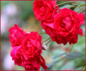 オールドローズ