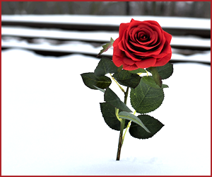 一季咲きバラの特徴と育て方