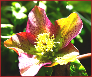 バラに含まれる青酸配糖体とは？