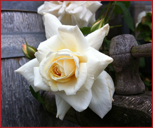 スプレイ系のバラ